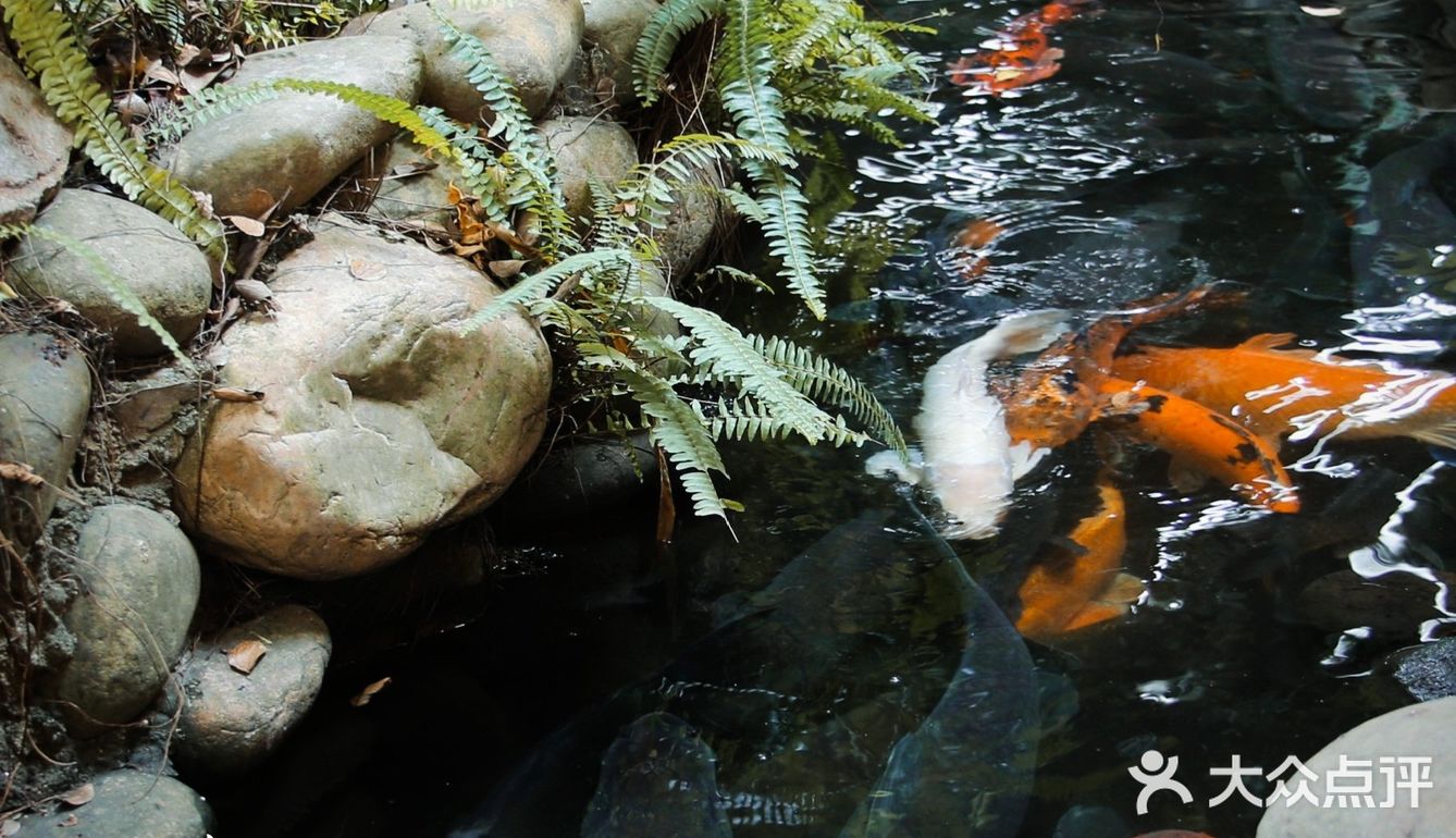 一百元五个人的中式咖啡，有山有水有金鱼