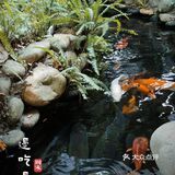 一百元五个人的中式咖啡，有山有水有金鱼