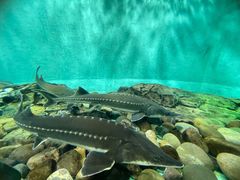 -太平洋海底世界