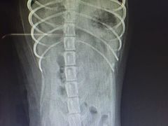 -联合动物医院(光谷诊疗中心)