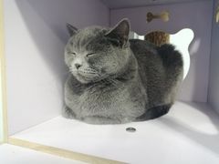 -喵的天空名猫咖啡馆·撸猫·猫舍·用品