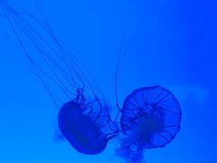-上海海洋水族馆