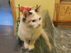 -猫色咖啡·猫咖