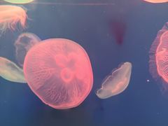 -江和美海洋公园