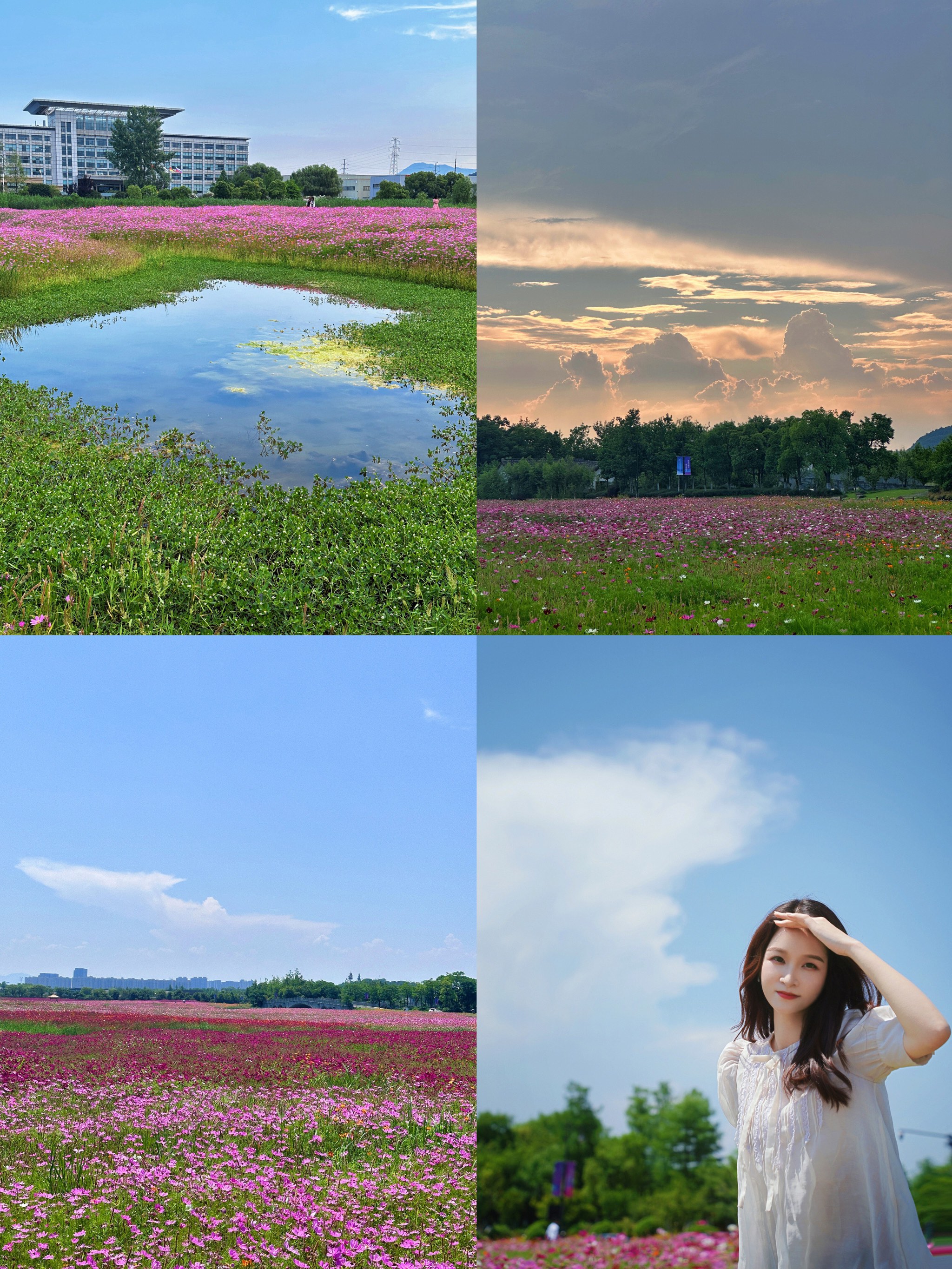 湘湖花海香田花期表图片