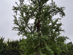 -苏州文庙(姑苏区)