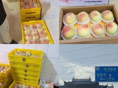 -老袁家蜜桃农场·阳山水蜜桃