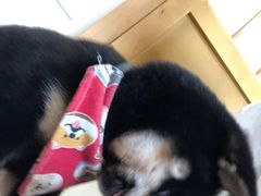 -柴犬小屋·柴餐厅·狗咖食堂(金鼎广场店)