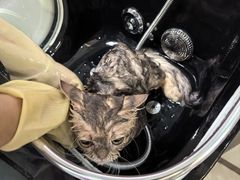 -北京观赏动物医院·24小时大型综合·猫专科·异宠专科