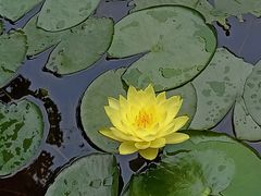 -昆明植物园