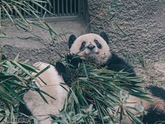 -成都大熊猫繁育研究基地
