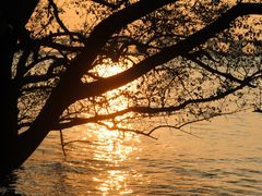 -宝安西湾红树林湿地公园