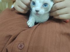 -山宅一喵德文卷毛猫舍