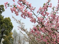 -杭州湾海上花田景区