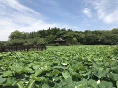 -沙家浜风景区