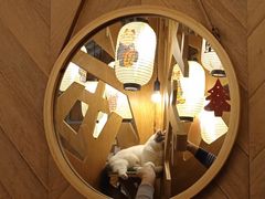 -MOCHA明星猫咖(田子坊店)