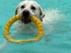 -趣玩宠物乐园寄养训犬训狗游泳池
