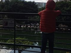 -九龙公园