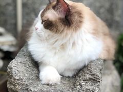 -喵屿·大理花园猫咖