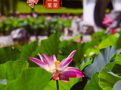 -陶然亭公园