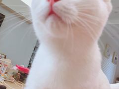 -派联宠物医院·24h·CT·异宠
