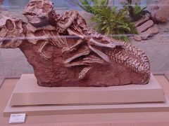 -陕西自然博物馆