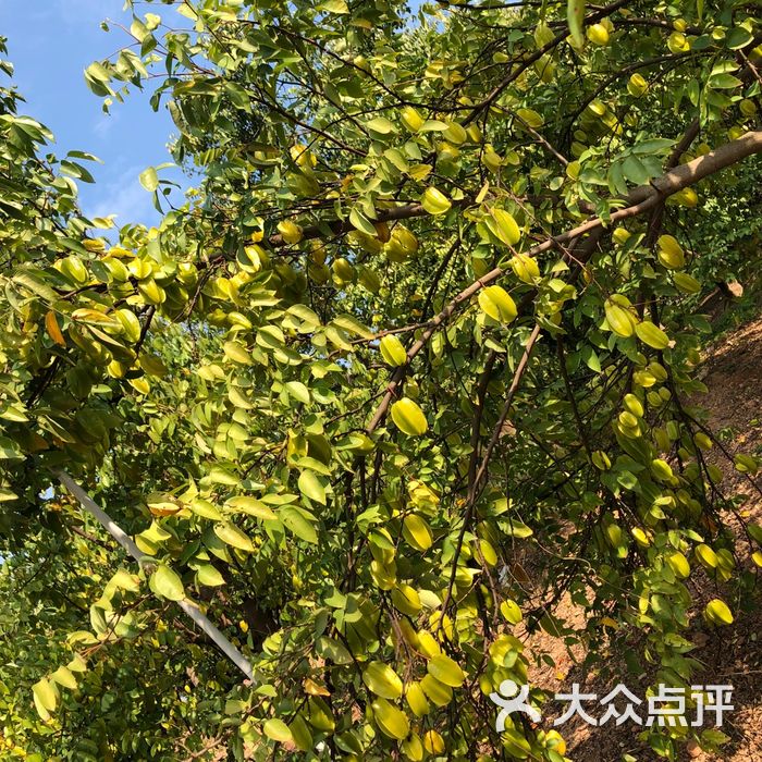 美林湖孔雀园图片-北京采摘/农家乐-大众点评网