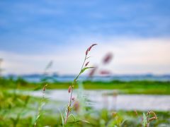 -七的湖·晚芳亭·阳澄湖农家菜·大闸蟹(莲花岛店)
