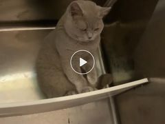 -宠颐生宠物医院·心肾内科·猫专科诊疗中心宠巢店