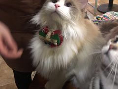 -共舞时光猫咖·狗咖(新街口店)