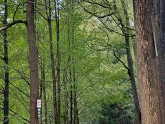 -南山植物园