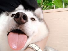 -Husky Go! 哈士奇体验馆·宠物咖啡厅狗咖