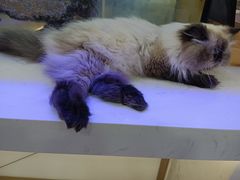 -喵园·猫主题咖啡厅·撸猫·猫咖(国贸店)