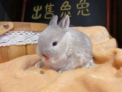 -猫猫幼稚园·撸猫·桌游·电玩