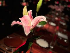 -花马天堂云南餐厅 Lost Heaven(外滩店)