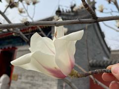 -西海子公园