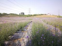 -紫颐香薰山谷景区