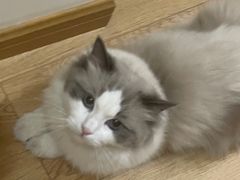 -喵zoo家庭繁育猫舍(尖东智能花园店)