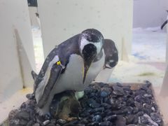 -芜湖新华联大白鲸海洋公园