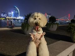 -瑞鹏宠物医院·内科·中兽医·骨科(苗圃店)