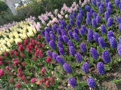 -上海鲜花港