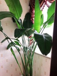 -安院长·产后恢复·徒手骨盆(先天下店)