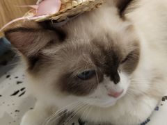 -喵喵咪呀布偶猫咖(春熙路店)