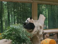 -杭州野生动物世界