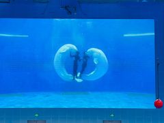 -石家庄极地海洋世界