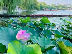 -济南大明湖景区
