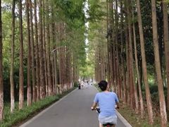 -昆山城市生态森林公园