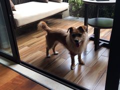 -上海崇明金茂凯悦酒店