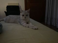 -宠颐生汉谟拉比宠物医院