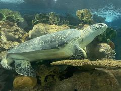 -上海海洋水族馆